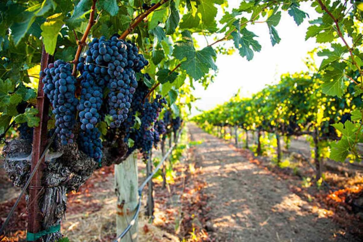 Exploring the Best Wine Regions in California on a Charter Bus